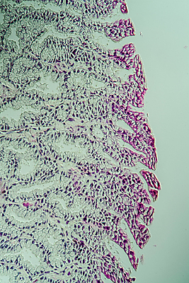 포토 JPG 해외이미지 과학 세포 개구리 사람없음 약 시험 의사 조직 확대 혀 발가락 두꺼비 해외포토 교육 의학 발 양서류 의료진 입 파일형식 이미지허브
