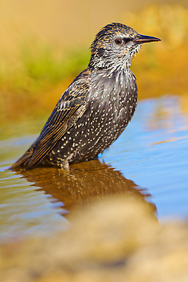포토 JPG 해외이미지 동물 유럽 음료 야생동물 날개 자연 조류 사람없음 초록색 물 환경 목욕 젖음 다양 연못 스페인 보호 숲 갈증 깃털 생태계 생물학 부리 서식지 동물상 무료 보호구역 생태학 해외포토 자연요소 교육 나라 컬러 다수 컨셉 조형물 청결 구역 파일형식 이미지허브