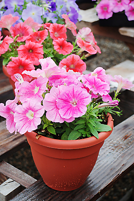 포토 JPG 해외이미지 식물 계절 꽃잎 꽃 분홍색 백그라운드 잎 꽃무늬 밭 자연 매달리기 사람없음 야외 초록색 여름 컬러풀 뷰티 환경 정원 보라색 봄 성장 벚꽃 흰색 신선 개화 냄비 원예 자연백그라운드 내추럴 생태학 피튜니아 해외포토 교육 컬러 무늬 농업 모션 취미 솥 생태계 파일형식 이미지허브