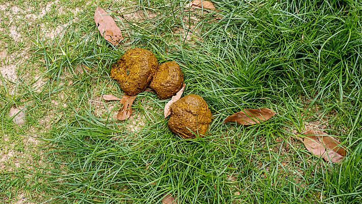 포토 JPG 해외이미지 식물 동물 공원 야생동물 음식 백그라운드 의자 포유류 아프리카 태국 자연 코끼리 따뜻함 동물원 사람없음 야외 초록색 여름 갈색 환경 신선 닫기 맛 큼 날것 냄새 먼지 흙더미 낭비 내추럴 땅바닥 보호구역 전국 해외포토 계절 공공시설 나라 아시아 컬러 가구 컨셉 모션 바닥 흙 크기 생태계 구역 파일형식 더미 이미지허브