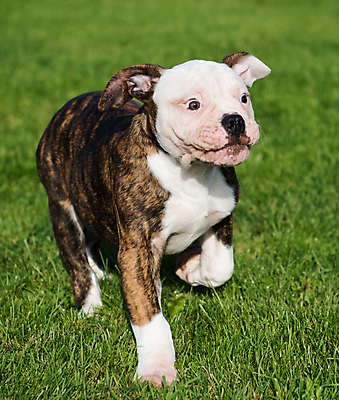 포토 JPG 해외이미지 주간 공원 행복 잔디 사람없음 야외 반려동물 달리기 개 강아지 보호 불독 해외포토 자연요소 식물 동물 공공시설 감정 컨셉 포유류 모션 파일형식 이미지허브