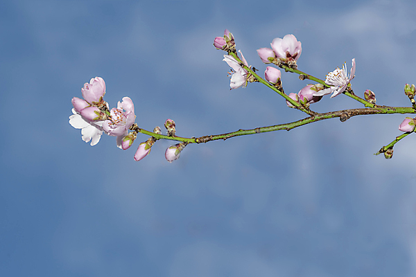 포토 JPG 해외이미지 주간 나무 매달리기 사람없음 야외 봄 벚꽃 나뭇가지 해외포토 자연요소 식물 계절 꽃 모션 파일형식 이미지허브