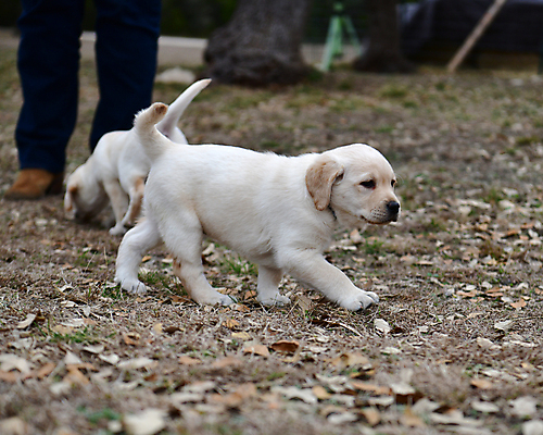 포토 JPG 해외이미지 가족 놀이 실험 사람없음 농장 개 리트리버 강아지 쓰레기 래브라도리트리버 혀 사냥개 언니 기르기 남동생 해외포토 농업 포유류 관계 반려동물 입 자매 동생 돌봄 파일형식 이미지허브