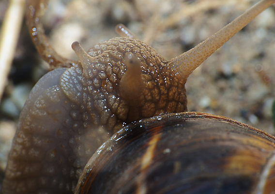 포토 JPG 해외이미지 주간 한마리 근접촬영 사람없음 야외 아웃포커스 머리 더듬이 해외포토 자연요소 1 뷰포인트 촬영기법 신체부위 파일형식 이미지허브