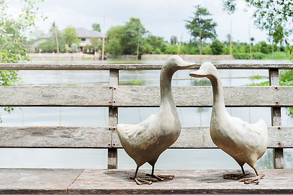 포토 JPG 해외이미지 동물 커플 공원 꽃 야생동물 백그라운드 2 농업 날개 가족 자연 조류 오리 사랑 서기 사람없음 야외 장식 초록색 여름 강 조각상 뷰티 농장 정원 봄 산책 들꽃 바위 흰색 시골 신선 그룹 부리 거위 내추럴 해외포토 식물 계절 공공시설 감정 산업 컬러 관계 모션 휴식 조형물 돌_바위 생태계 파일형식 이미지허브