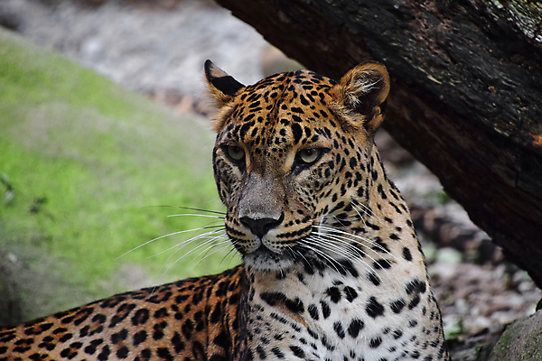 포토 JPG 해외이미지 주간 나무 한마리 응시 야생동물 자연 사람없음 야외 아웃포커스 맹수 표범 해외포토 자연요소 식물 동물 1 시선 포유류 촬영기법 생태계 파일형식 이미지허브