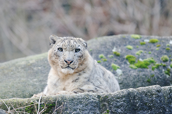 포토 JPG 해외이미지 동물 1 아시아 야생동물 포유류 자연 휴식 산 동물원 동양인 사람없음 인도인 육식동물 멸종 표범 남쪽 내추럴 동물상 파키스탄 히말라야 해외포토 외국인 나라 컨셉 인종 조형물 방향 생태계 파일형식 산맥 이미지허브