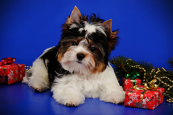 포토 JPG 해외이미지 동물 1 행복 새끼 백그라운드 새로움 털 미소 사람없음 빨간색 반려동물 귀여움 검은색 거울 흰색 개 달콤 강아지 작음 요크셔테리어 테리어 활 솜털 송곳니 기르기 비버 삼색 해외포토 감정 컬러 컨셉 포유류 표정 맛 치아 크기 돌봄 파일형식 이미지허브