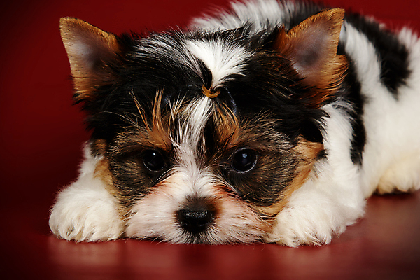 포토 JPG 해외이미지 동물 1 행복 새끼 백그라운드 새로움 털 미소 사람없음 빨간색 반려동물 귀여움 검은색 거울 흰색 개 달콤 강아지 작음 요크셔테리어 테리어 활 솜털 송곳니 기르기 비버 삼색 해외포토 감정 컬러 컨셉 포유류 표정 맛 치아 크기 돌봄 파일형식 이미지허브