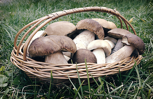 포토 JPG 해외이미지 음식 자연 요리 사람없음 여름 바구니 버섯 산책 흰색 상품 숲 해외포토 계절 컬러 휴식 생태계 파일형식 이미지허브