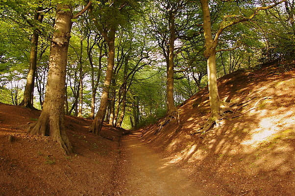 포토 JPG 해외이미지 나무 계절 공원 길 지구 잎 자국 자연 영국 사람없음 야외 목재 초록색 컬러풀 갈색 환경 시골 신선 도시 숲 오솔길 커뮤니티 땅바닥 삼림지대 생태학 선로 오아시스 그리너리 해외포토 식물 공공시설 교육 유럽 컬러 재료 바닥 생태계 파일형식 트랜드컬러 이미지허브