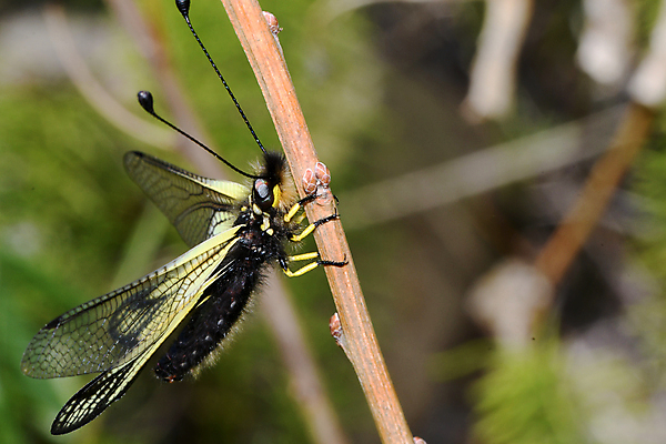 포토 JPG 해외이미지 동물 나비 곤충 자연 사람없음 잠자리 숲 해외포토 생태계 파일형식 이미지허브