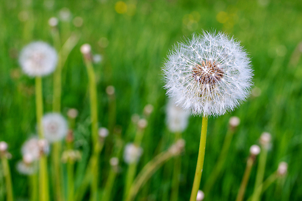 포토 JPG 해외이미지 식물 계절 꽃 줄기 백그라운드 꽃무늬 밭 자연 씨앗 풍경 사람없음 야외 초록색 여름 빛 햇빛 환경 정원 봄 성장 벚꽃 흰색 시골 신선 민들레 장면 솜털 내추럴 해외포토 컬러 무늬 농업 태양 생태계 파일형식 이미지허브
