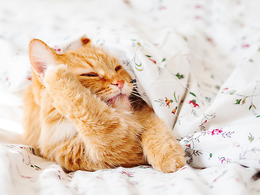 포토 JPG 해외이미지 동물 백그라운드 포유류 아침 휴식 주택 털 사람없음 빨간색 빛 반려동물 햇빛 고양이 침대 핥기 담요 낮잠 시트 솜털 생강 취침시간 그루밍 해외포토 주간 컬러 가구 컨셉 채소 모션 건물 태양 잠 파일형식 이미지허브