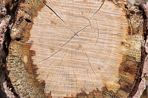 포토 JPG 해외이미지 나무 조각 패턴 사람없음 목재 죽음 반지 원형 자르기 질감 통나무 나무껍질 옛날 해외포토 도형 식물 무늬 재료 장신구 모션 껍질 파일형식 이미지허브