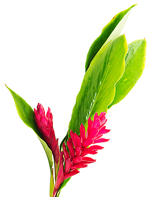 포토 JPG 해외이미지 식물 꽃잎 꽃 분홍색 백그라운드 잎 자연 사람없음 빨간색 초록색 뷰티 새싹 정원 성장 흰색 생강 내추럴 고립 해외포토 컬러 채소 생태계 파일형식 이미지허브