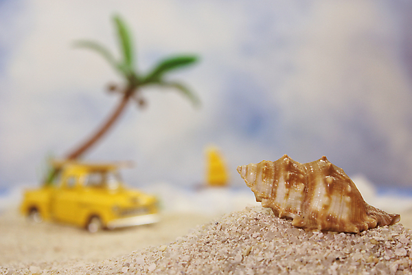 포토 JPG 해외이미지 나무 공원 모래 바다 섬 여행 백그라운드 자동차 자연 하늘 휴가 조개 손바닥 풍경 해변 사람없음 야외 물 여름 파란색 야자수 태양 봄 수확 껍질 서핑 산호 사인 휴양지 복고 짐차 단절 파라다이스 해외포토 자연요소 식물 손 계절 공공시설 육상교통 컬러 농업 어패류 장소 수상스포츠 자포동물 생태계 파일형식 이미지허브