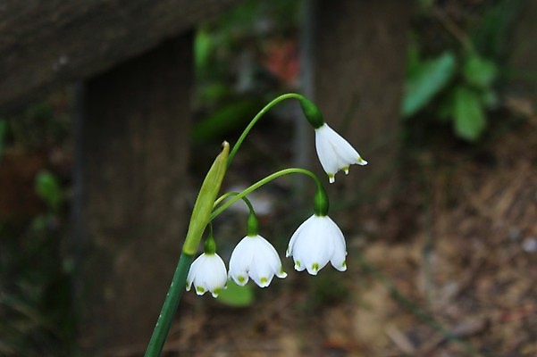 포토 JPG 해외이미지 식물 계절 꽃 겨울 꽃무늬 부활절 사람없음 정원 개화 원예 해외포토 기념일 무늬 취미 파일형식 이미지허브