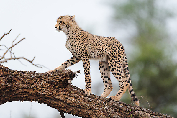 포토 JPG 해외이미지 동물 야생동물 포유류 아프리카 자연 국립공원 사람없음 고양이 힘 자녀 아기 점 작음 사파리 언덕 속도 사냥 육식동물 사냥꾼 마리아 케냐 서식지 치타 내추럴 나미비아 마사이족 세렝게티 탄자니아 해외포토 직업 공원 나라 종교 사람 반려동물 크기 생태계 남아프리카 파일형식 이미지허브