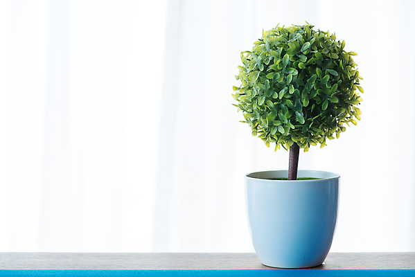 포토 JPG 해외이미지 식물 꽃 백그라운드 잎 자연 주택 사람없음 장식 빨간색 초록색 뷰티 흰색 신선 난초 냄비 큼 플라스틱 고립 심기 인공 해외포토 컬러 모션 재질 건물 솥 크기 생태계 파일형식 이미지허브