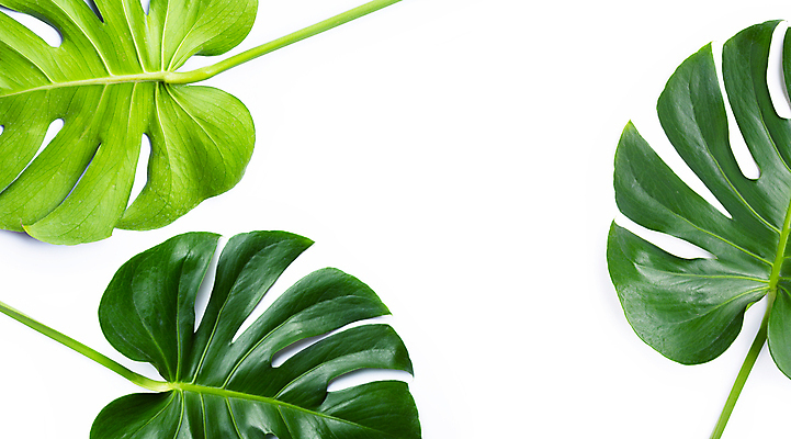 포토 JPG 해외이미지 실내 사람없음 세개 흰배경 몬스테라 열대잎 해외포토 식물 백그라운드 잎 3 내부 흰색 파일형식 이미지허브