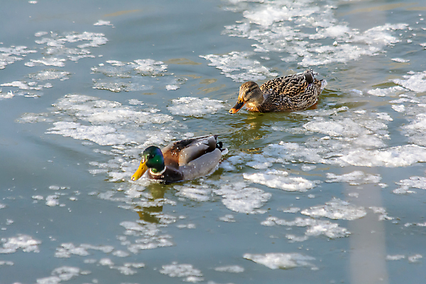포토 JPG 해외이미지 동물 계절 호수 야생동물 음식 빵 파도 백그라운드 겨울 날개 자연 조류 날씨 오리 사람없음 야외 물 강 햇빛 태양 반사 크래커 환경 맑음 냉동 얼음 수영 추위 안개 저수지 연못 개울 강가 먹이 깃털 생물학 꼬리 서리 부리 청둥오리 내추럴 동물상 수유 현재 해외포토 자연요소 교육 바다 컨셉 조형물 쿠키 수상스포츠 생태계 파일형식 이미지허브
