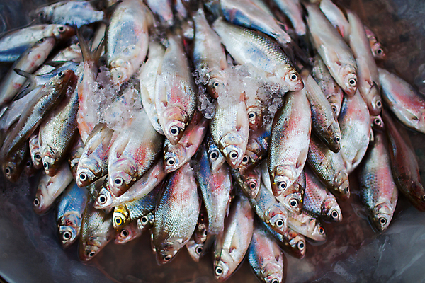 포토 JPG 해외이미지 동물 음식 바다 백그라운드 다이어트 채소 자연 탁자 낚시 새로움 파슬리 건강 어류 요리 사람없음 식당 와인 얼음 식사 저녁식사 어둠 샐러드 바위 신선 시장 맛 그릴 주식 레몬 해산물 메뉴 올리브 날것 서빙 도미 소금 점심식사 딜 석판 특별함 해외포토 자연요소 열매 가구 컨셉 과일 주방용품 레저 주류 금융 상점 수중동물 돌_바위 생태계 파일형식 이미지허브
