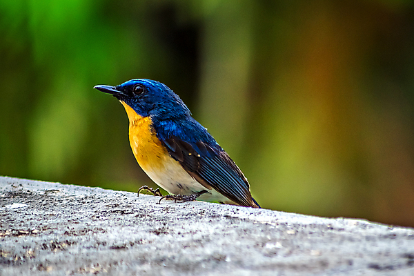 포토 JPG 해외이미지 동물 응시 아시아 벽 백그라운드 오렌지 자연 조류 하늘 앉기 동양인 사람없음 야외 건물 파란색 컬러풀 노란색 환경 코트 나뭇가지 분위기 숲 작음 깃털 대문 부리 내추럴 동물상 해외포토 나무 건축물 시선 나라 컬러 컨셉 과일 모션 인종 조형물 문 외투 크기 생태계 파일형식 이미지허브
