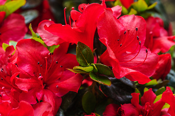 포토 JPG 해외이미지 꽃잎 꽃 분홍색 백그라운드 잎 꽃무늬 자연 따뜻함 사람없음 야외 초록색 여름 노란색 정원 보라색 봄 흰색 닫기 큼 다발 향기 꽃가루 해외포토 식물 계절 컬러 무늬 모션 크기 가루 생태계 냄새 파일형식 이미지허브