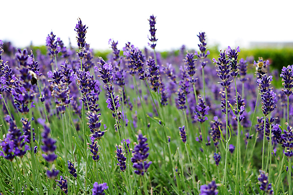 포토 JPG 해외이미지 하늘 사람없음 야외 보라색 라벤더 해외포토 꽃 컬러 허브 파일형식 이미지허브