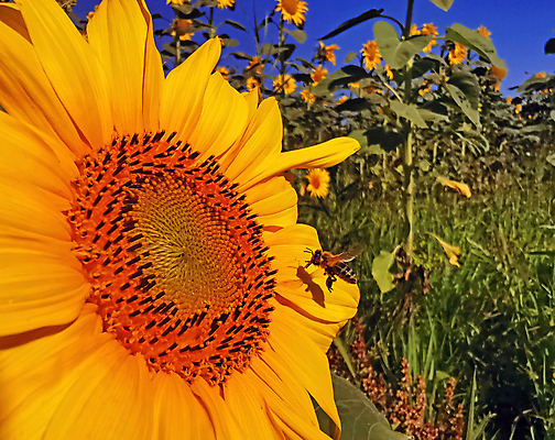 포토 JPG 해외이미지 식물 동물 꽃잎 꽃 줄기 곤충 백그라운드 잎 밭 농업 자연 하늘 해바라기 건강 씨앗 사람없음 야외 옆모습 초록색 여름 파란색 농작물 컬러풀 노란색 환경 정원 검은색 활발 간호사 닫기 벌 묘사 생물학 꽃가루 꿀 동물상 호박벌 해외포토 계절 교육 산업 뷰포인트 컬러 컨셉 모션 조형물 의료진 벌_곤충 가루 생태계 파일형식 이미지허브