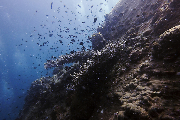 포토 JPG 해외이미지 동물 야생동물 바다 여행 백그라운드 학교 태국 자연 어류 풍경 사람없음 빨간색 물 파란색 컬러풀 수중 산호 큼 아래 다이빙 암초 수족관 내추럴 깊이 이국적 해외포토 자연요소 교육 아시아 컬러 수영 수중동물 자포동물 크기 방향 생태계 위치 수중스포츠 파일형식 이미지허브
