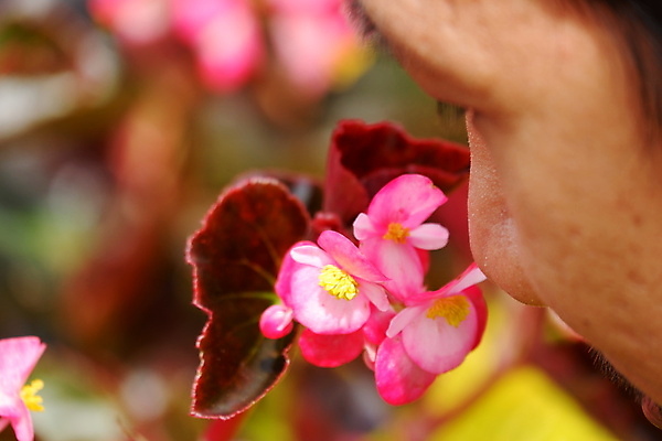 포토 JPG 해외이미지 식물 꽃잎 꽃 분홍색 백그라운드 잎 꽃무늬 전구 침구 자연 휴가 프레임 발렌타인데이 매달리기 사랑 한명 장식 빨간색 초록색 여름 컬러풀 뷰티 노란색 바구니 정원 봄 활발 벚꽃 흰색 신선 닫기 냄비 컨테이너 원예 화단 내추럴 왁스 해외포토 1 계절 감정 산업 컬러 컨셉 무늬 모션 데이이벤트 사람 취미 솥 생태계 파일형식 이미지허브
