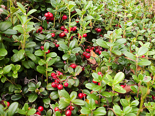 포토 JPG 해외이미지 식물 열매 음식 잎 과일 자연 건강 이끼 사람없음 야외 빨간색 초록색 성장 가을 나뭇가지 닫기 맛 숲 작음 허브 유기농 숙성 해외포토 나무 웰빙 계절 컬러 컨셉 모션 크기 생태계 파일형식 이미지허브
