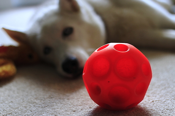 포토 JPG 해외이미지 동물 1 얼굴 포즈 가구 장난 포유류 가족 모션 뼈 앉기 사람없음 반려동물 소파 장난감 방 흰색 잡기 유머 개 혀 먹기 가득함 순수 흔들림 귀 안락의자 펑키 리빙 토막 송곳니 기르기 블러 시베리아 유래 안락 해외포토 감정 컬러 생활용품 컨셉 의자 관계 신체부위 입 치아 돌봄 파일형식 이미지허브