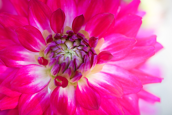 포토 JPG 해외이미지 식물 1 디자인 꽃잎 꽃 분홍색 백그라운드 잎 꽃무늬 패턴 오렌지 자연 추상 불꽃 국화 사람없음 빨간색 여름 파란색 컬러풀 뷰티 노란색 머리 벚꽃 신선 우아함 닫기 달리아 허브 크림 생물학 데이지 내추럴 해외포토 계절 교육 컬러 컨셉 무늬 과일 모션 불 신체부위 생태계 파일형식 이미지허브