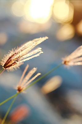 포토 JPG 해외이미지 식물 계절 꽃 실루엣 음식 백그라운드 밭 농업 태국 자연 하늘 추상 건조 씨앗 사람없음 야외 초록색 빛 농작물 태양 뷰티 농장 노란색 일출 일몰 수확 성장 흰색 시골 황금 낟알 시리얼 밀 보리 내추럴 숙성 해외포토 자연요소 산업 아시아 컬러 무늬 곡류 촬영기법 노을 생태계 파일형식 이미지허브