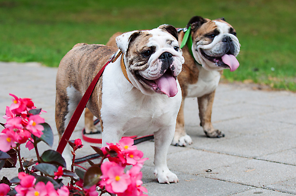 포토 JPG 해외이미지 주간 공원 꽃 행복 가족 휴식 사랑 앉기 사람없음 야외 반려동물 개 강아지 불독 해외포토 자연요소 식물 동물 공공시설 감정 컨셉 포유류 관계 모션 파일형식 이미지허브