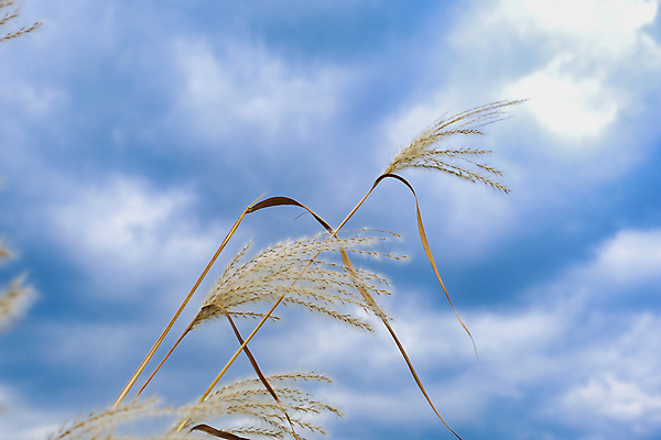 포토 JPG 해외이미지 식물 디자인 계절 공원 꽃잎 꽃 꽃다발 백그라운드 컨셉 꽃무늬 패턴 자연 하늘 발렌타인데이 풍경 잔디 사람없음 야외 장식 빨간색 초록색 여름 파란색 빛 컬러풀 농경지 환경 정원 봄 성장 벚꽃 나뭇가지 시골 신선 화려 개화 우아함 달콤 크림 장면 내추럴 고립 파스텔톤 평야 해외포토 나무 공공시설 컬러 무늬 데이이벤트 농장 맛 생태계 파일형식 이미지허브