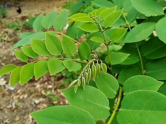 포토 JPG 해외이미지 나무 백그라운드 잎 자연 사람없음 야외 목재 초록색 환경 정원 봄 성장 신선 허브 질감 내추럴 꼬투리 수목 해외포토 식물 계절 컬러 재료 생태계 파일형식 이미지허브