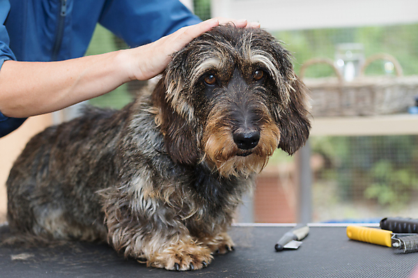 포토 JPG 해외이미지 손 실내 한명 상반신 성인 옆모습 신체부위 반려동물 잡기 개 닥스훈트 돌봄 애견미용 성인한명만 해외포토 동물 1 뷰포인트 포유류 모션 사람 내부 뷰티 성인만 파일형식 이미지허브