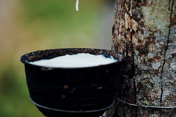 포토 JPG 해외이미지 나무 식물 산업 아시아 도로 길 잎 농업 태국 자연 사람없음 야외 목재 초록색 농작물 뷰티 농장 환경 침묵 우유 수확 성장 흰색 나뭇가지 시골 신선 액체 사발 떨어짐 냄비 숲 자르기 날것 장면 고무 내추럴 라텍스 해외포토 나라 컬러 컨셉 재료 교통시설 모션 유제품 소리 사기그릇 솥 생태계 파일형식 이미지허브