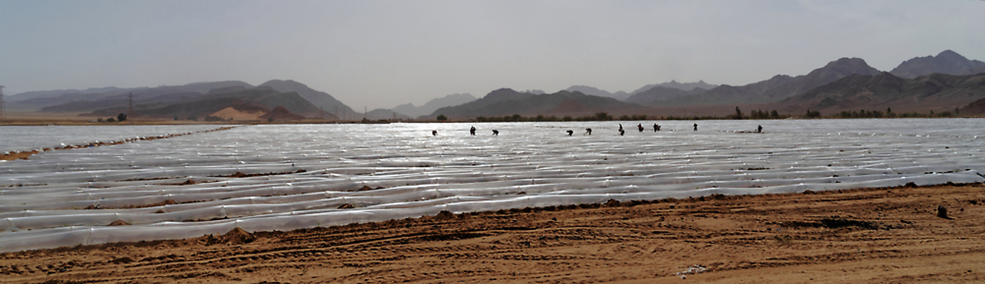 포토 JPG 해외이미지 식물 음식 잎 밭 농업 토마토 채소 가지 건조 건강 사람없음 물 농작물 농장 환경 정원 사막 수확 성장 뜨거움 터널 맛 상추 플라스틱 은박지 필름 속도 유기농 원예 유지 내추럴 밭일 온실 요르단 주키니 총각무 해외포토 자연요소 웰빙 산업 길 컨셉 중동 재질 취미 무 파일형식 이미지허브