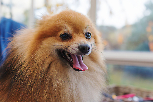 포토 JPG 해외이미지 행복 탁자 사람없음 아웃포커스 반려동물 개 돌봄 애견미용 포메라니안 해외포토 동물 감정 가구 포유류 모션 촬영기법 뷰티 파일형식 이미지허브