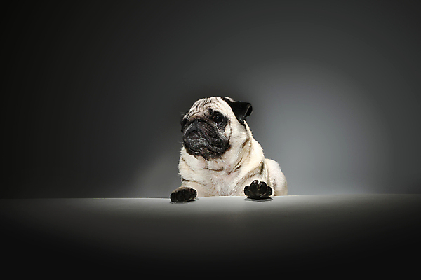 포토 JPG 해외이미지 동물 1 응시 얼굴 백그라운드 비즈니스 포유류 자연 앉기 사람없음 반려동물 흰색 입 개 강아지 작음 자르기 혀 호기심 사냥개 슛 송곳니 고립 기르기 심각 유래 치프 해외포토 시선 감정 컬러 컨셉 모션 신체부위 치아 크기 생태계 돌봄 파일형식 이미지허브