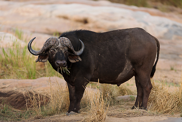 포토 JPG 해외이미지 동물 공원 여자 야생동물 곡선 포유류 가족 아프리카 자연 초식동물 생물 함께함 뿔 사람없음 야외 가로 머리 검은색 게임 소 군중 큼 방목 망토 사파리 황소 서식지 내추럴 남아프리카 동물상 찰과상 해외포토 공공시설 나라 선 컬러 컨셉 관계 놀이 사람 신체부위 조형물 축산업 상처 크기 생태계 파일형식 이미지허브