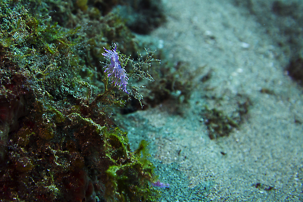 포토 JPG 해외이미지 동물 야생동물 바다 분홍색 자연 휴가 연체동물 사람없음 물 파란색 컬러풀 보라색 수중 닫기 지중해 다이빙 달팽이 내추럴 깊이 민달팽이 해외포토 자연요소 컬러 모션 무척추동물 수영 생태계 수중스포츠 파일형식 달팽이_동물 이미지허브