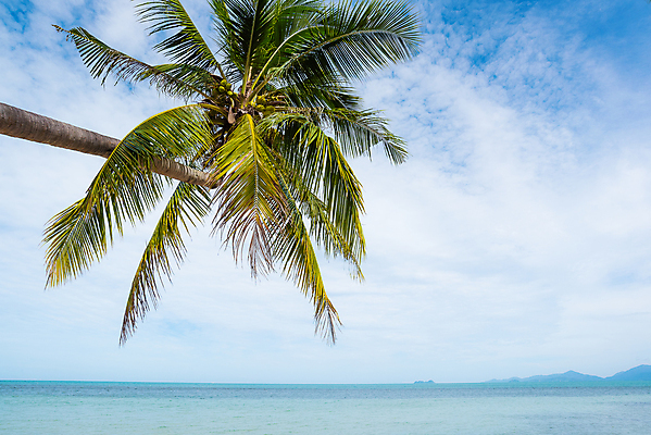 포토 JPG 해외이미지 나무 모래 파도 바다 섬 여행 백그라운드 잎 자연 하늘 휴가 휴식 손바닥 사람없음 야외 물 파란색 햇빛 태양 뷰티 맑음 흰색 만 휴양지 하와이 코코넛 파라다이스 해외포토 자연요소 식물 손 컬러 컨셉 과일 날씨 미국 장소 생태계 파일형식 이미지허브