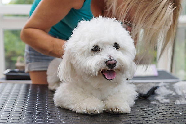 포토 JPG 해외이미지 여자 탁자 실내 한명 상반신 성인 옆모습 반려동물 개 테리어 돌봄 애견미용 성인여자한명만 해외포토 동물 1 뷰포인트 가구 포유류 모션 사람 내부 뷰티 여자한명만 성인여자만 파일형식 이미지허브