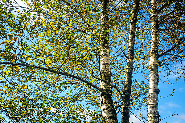 포토 JPG 해외이미지 나무 식물 디자인 백그라운드 잎 자연 하늘 프레임 사람없음 초록색 여름 파란색 빛 햇빛 태양 뷰티 맑음 봄 성장 나뭇가지 신선 숲 질감 자작나무 내추럴 해외포토 자연요소 계절 컬러 날씨 생태계 파일형식 이미지허브